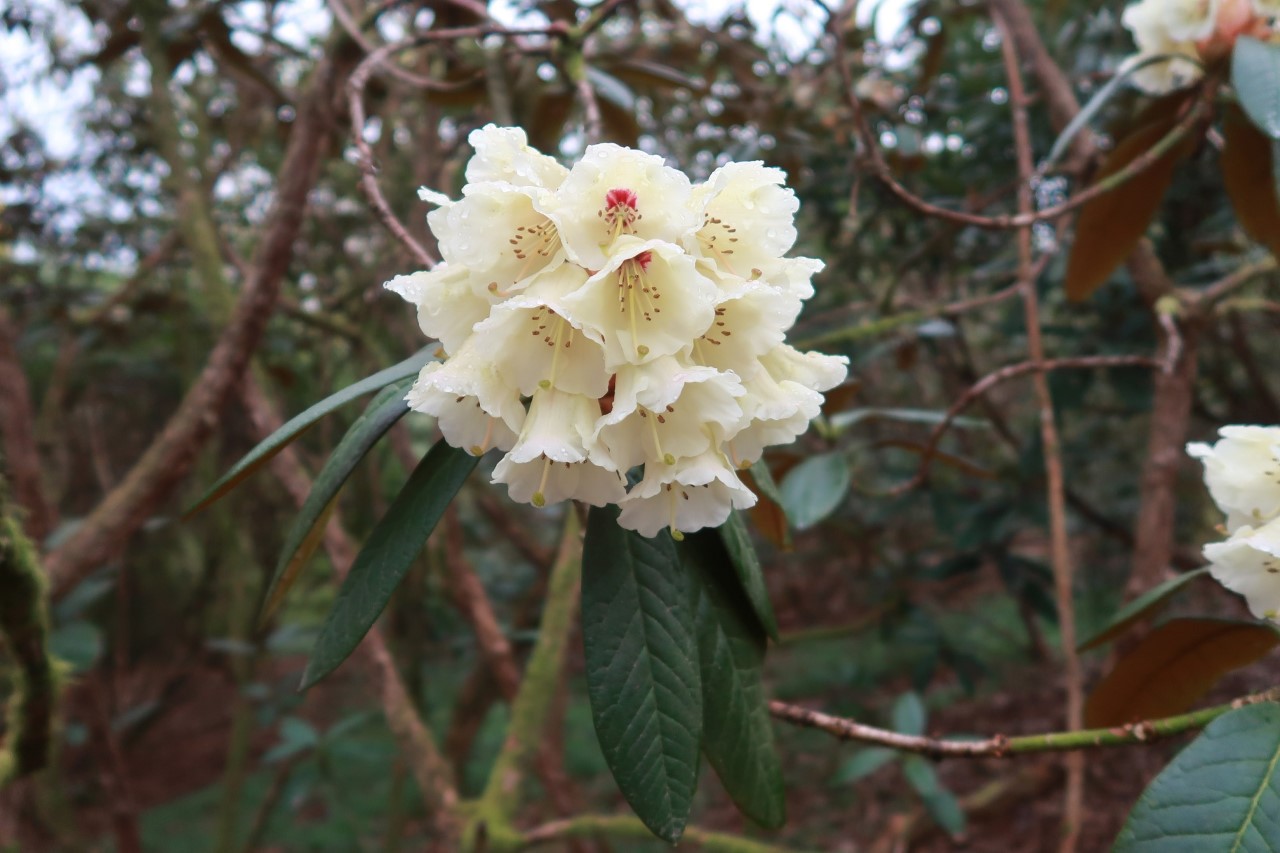 R. wightii hybrid